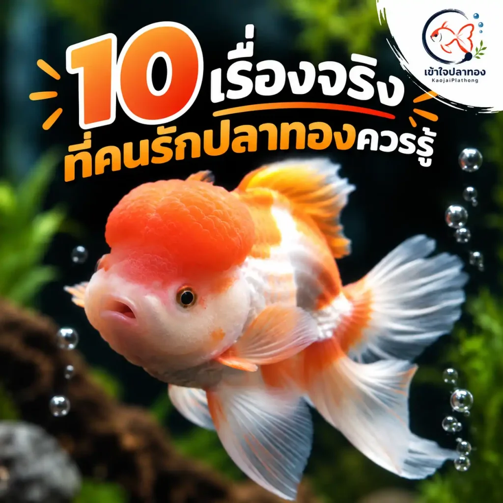 10 เรื่องจริงของ “ปลาทอง” ที่คนเลี้ยงอาจยังไม่รู้