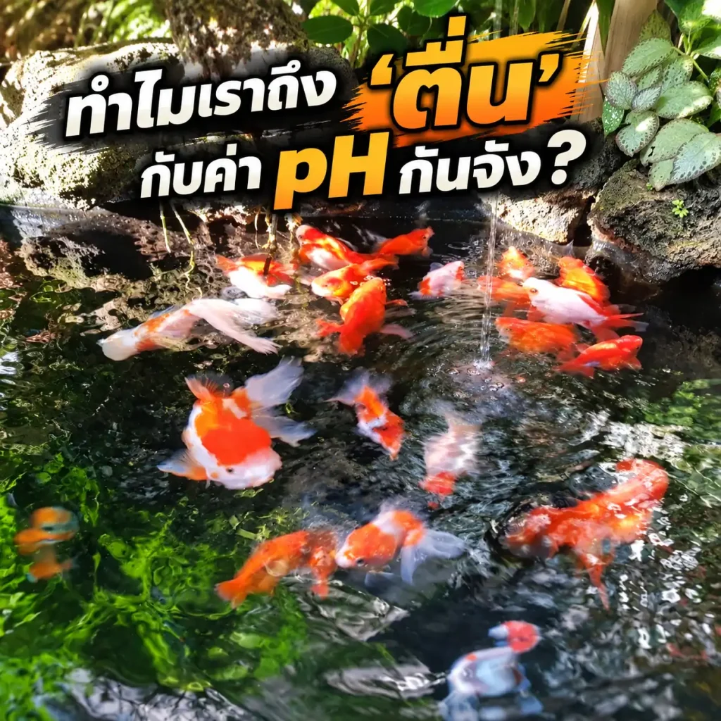 ทำไมเราถึง “ตื่น” กับค่า pH กันจัง?